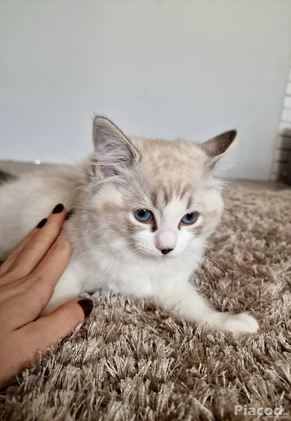 Ragdoll cicák szerető gazdira várnak!