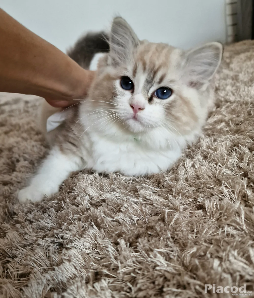 Ragdoll cicák szerető gazdira várnak!