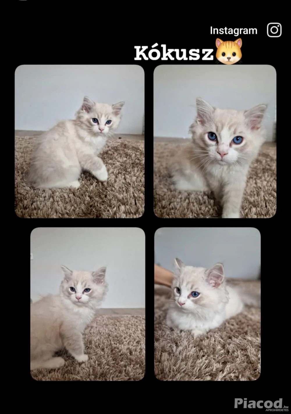 Ragdoll cicák szerető gazdira várnak!