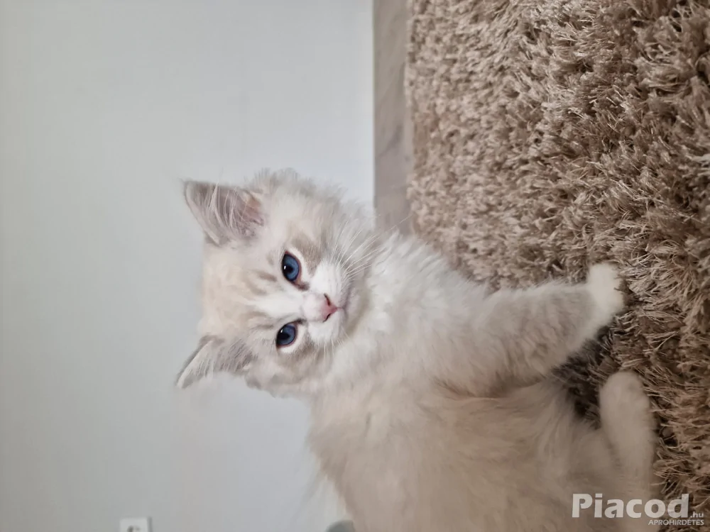 Ragdoll cicák szerető gazdira várnak!