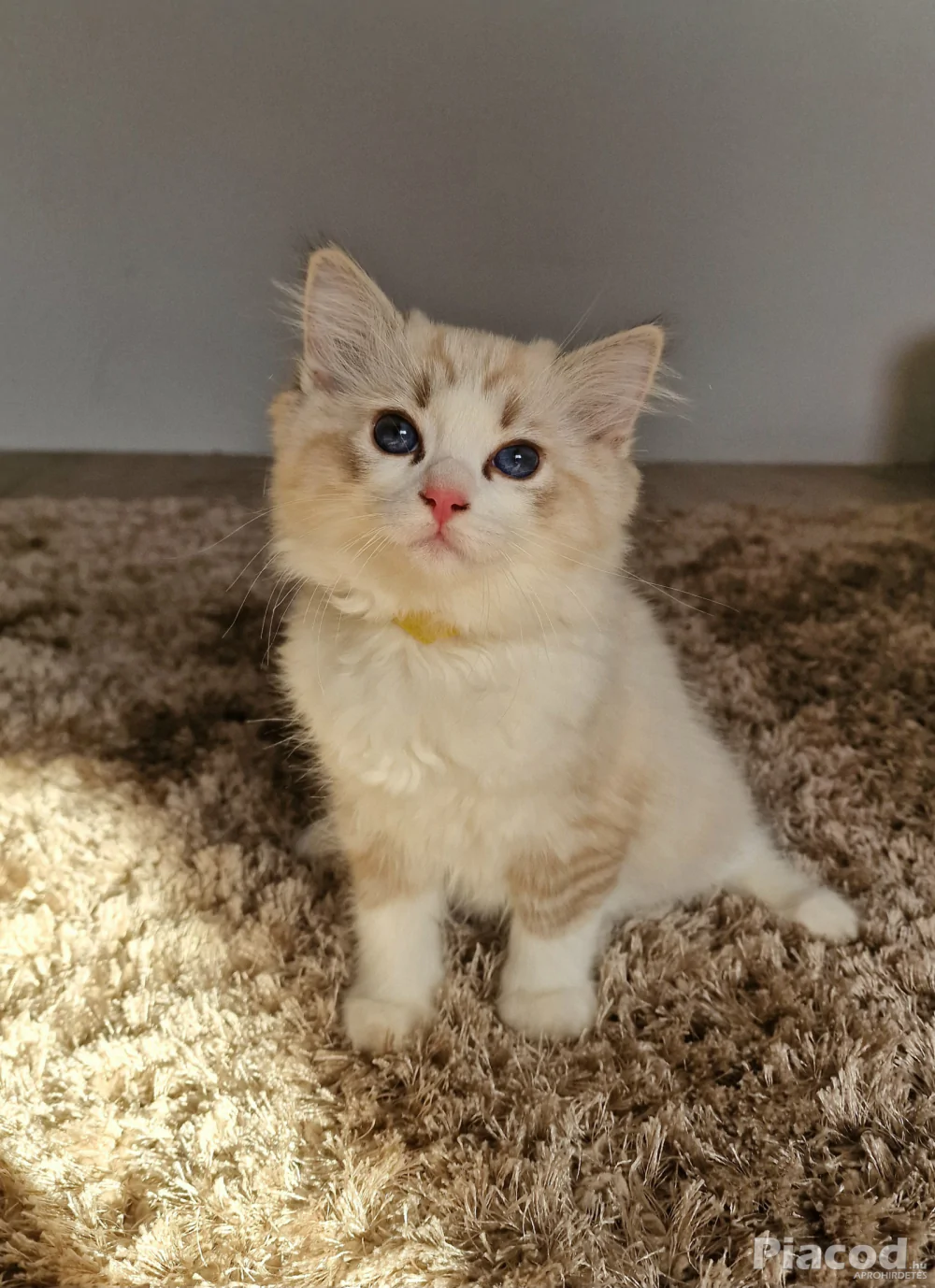 Ragdoll cicák szerető gazdira várnak!