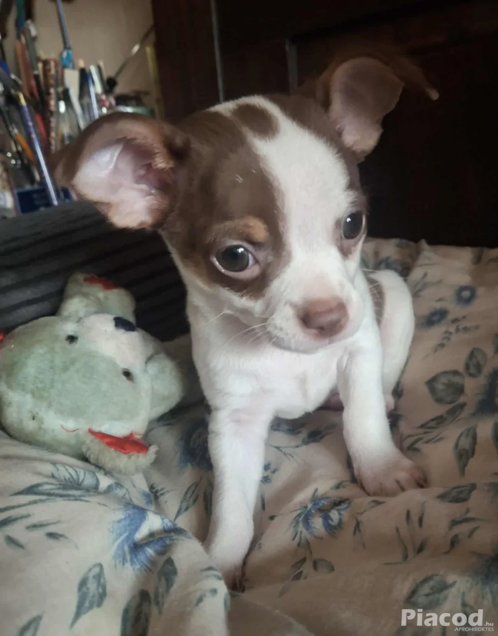 Mini csivava eladó Budapest