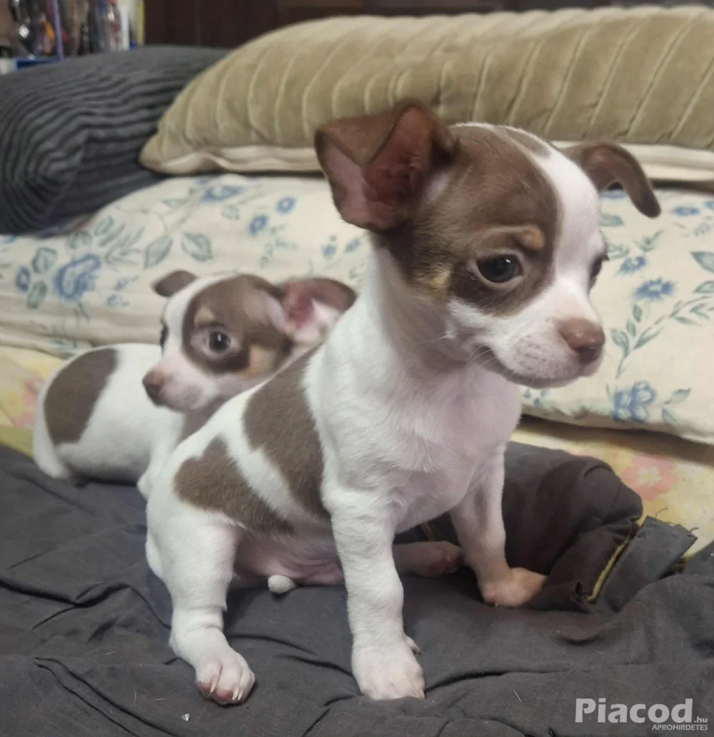 Mini csivava eladó Budapest