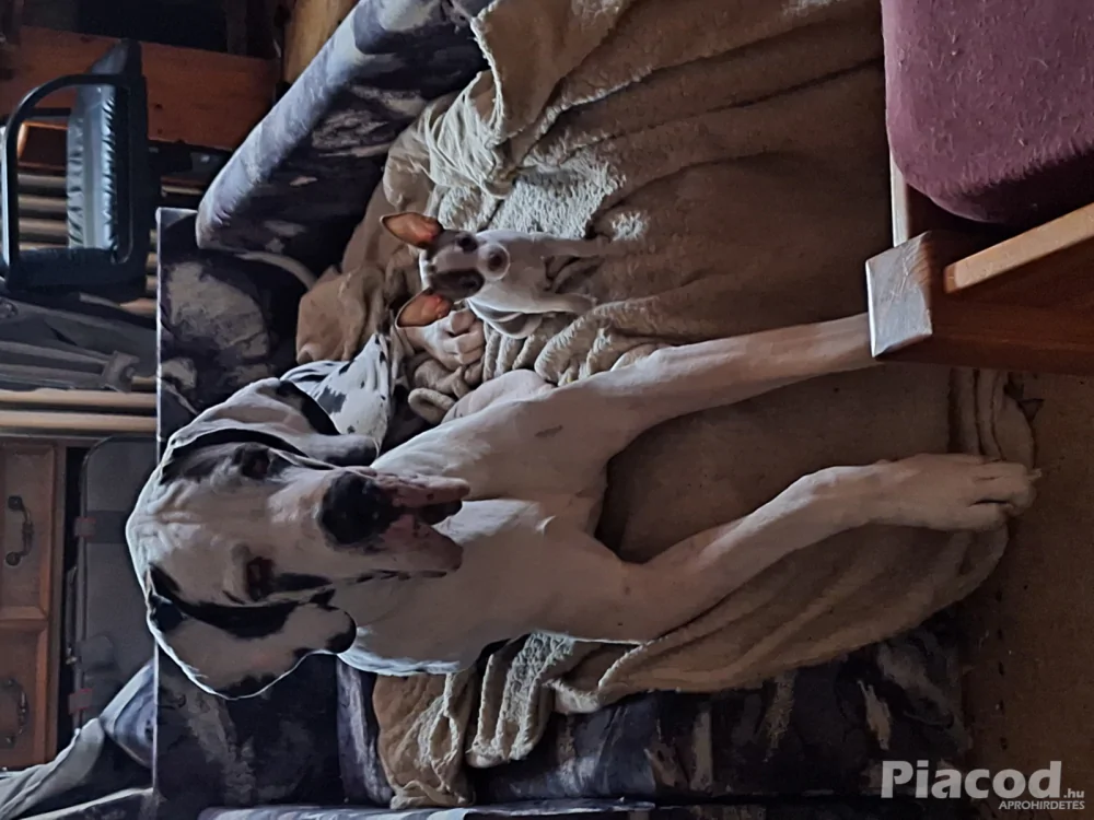 Mini csivava eladó Budapest