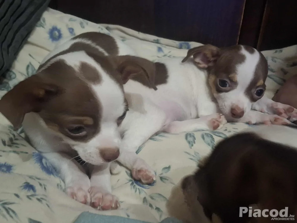 Mini csivava eladó Budapest