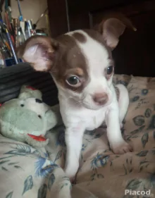 Mini csivava eladó Budapest