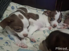 Mini csivava eladó Budapest