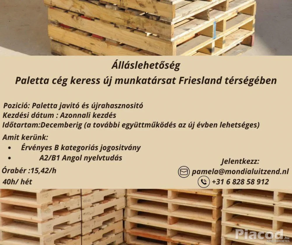 Frieslandi munka-Paletta cegnel (Surgos)