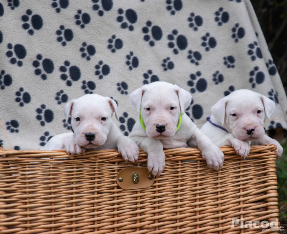 Argentin Dog kiskutyák Törzskönyvesek