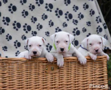 Argentin Dog kiskutyák Törzskönyvesek