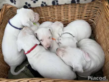 Argentin Dog kiskutyák Törzskönyvesek