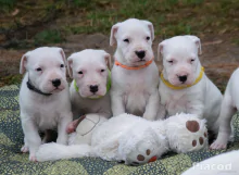 Argentin Dog kiskutyák Törzskönyvesek