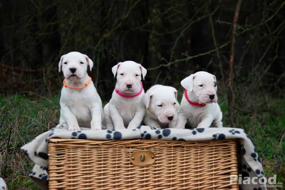Argentin Dog kiskutyák Törzskönyvesek