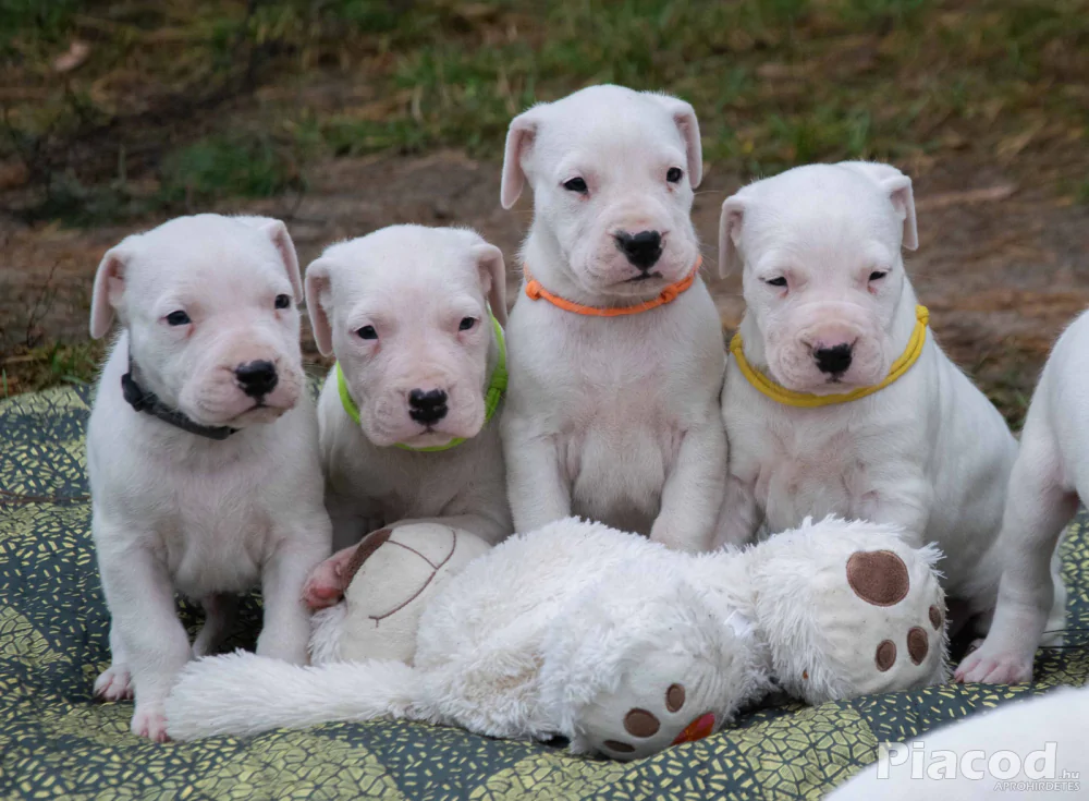 Argentin Dog kiskutyák Törzskönyvesek