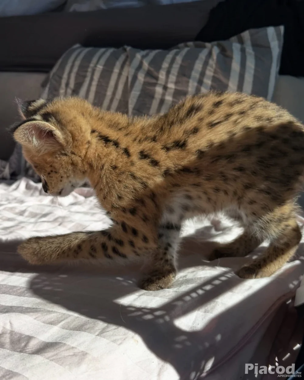 Kivételes szervál: a szavanna eleganciája otthonodban