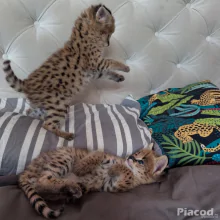 Kivételes szervál: a szavanna eleganciája otthonodban