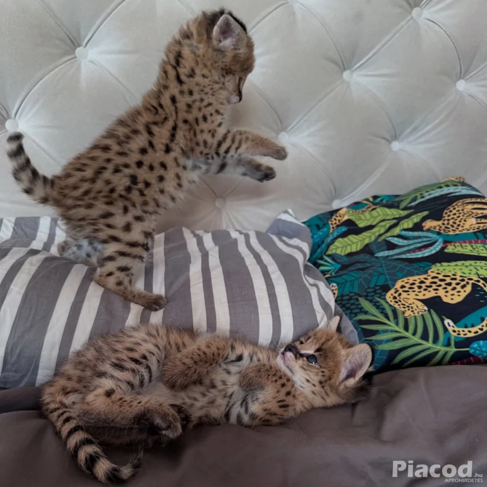 Kivételes szervál: a szavanna eleganciája otthonodban