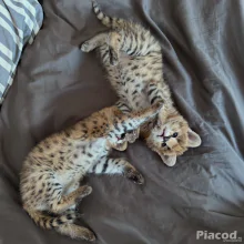 Kivételes szervál: a szavanna eleganciája otthonodban