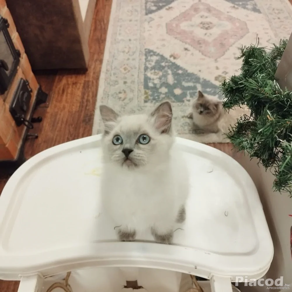 Ragdoll macska eladó