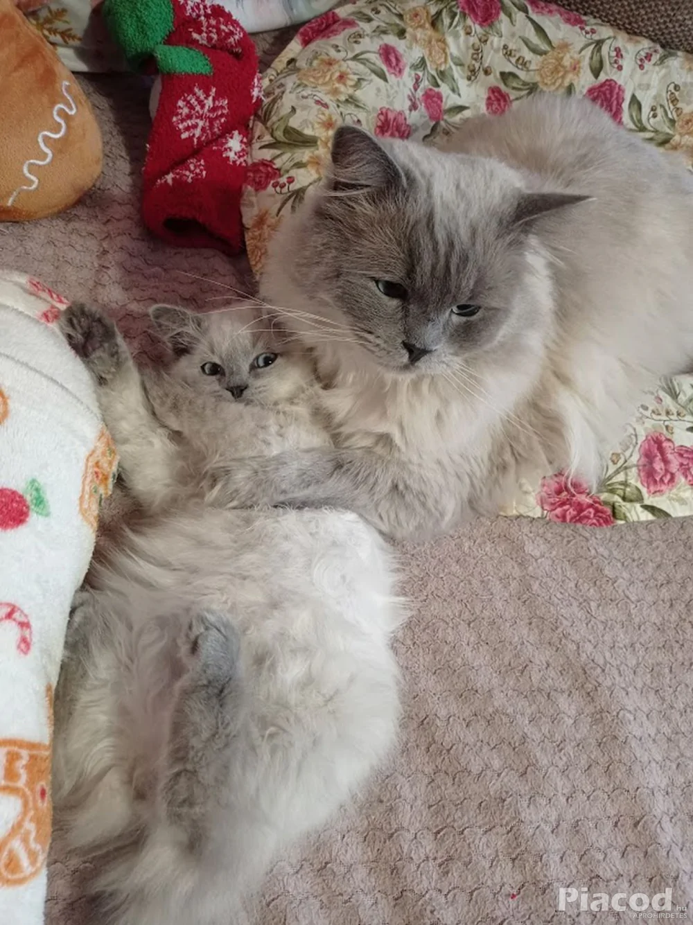 Ragdoll macska eladó