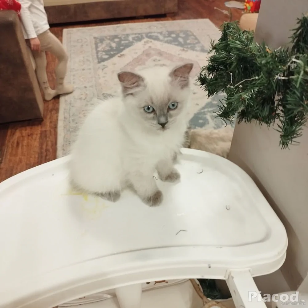 Ragdoll macska eladó