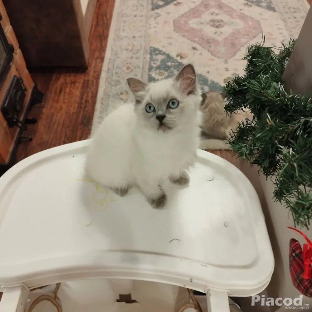 Ragdoll macska eladó