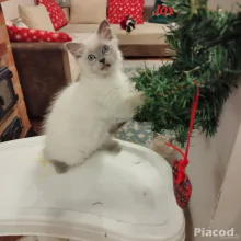 Ragdoll macska eladó