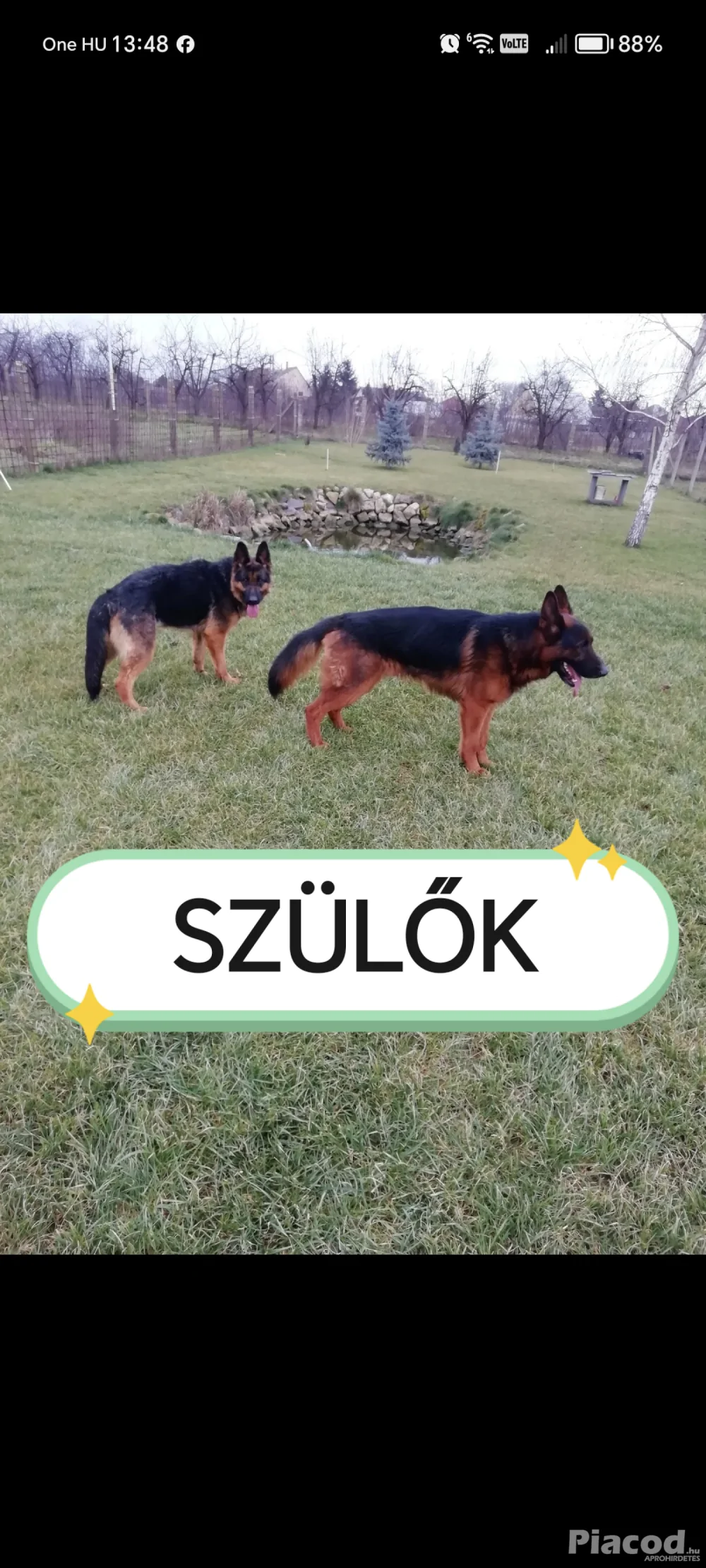 Németjuhász kiskutyák