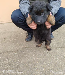 Németjuhász kiskutyák