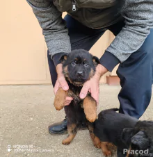 Németjuhász kiskutyák