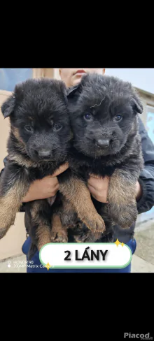 Németjuhász kiskutyák