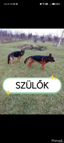 Németjuhász kiskutyák