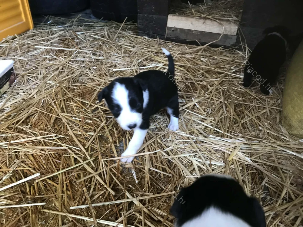 Border Collie - Kép 3
