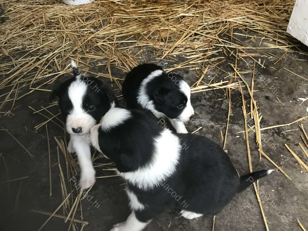 Border Collie - Állat, Növény - Pápa