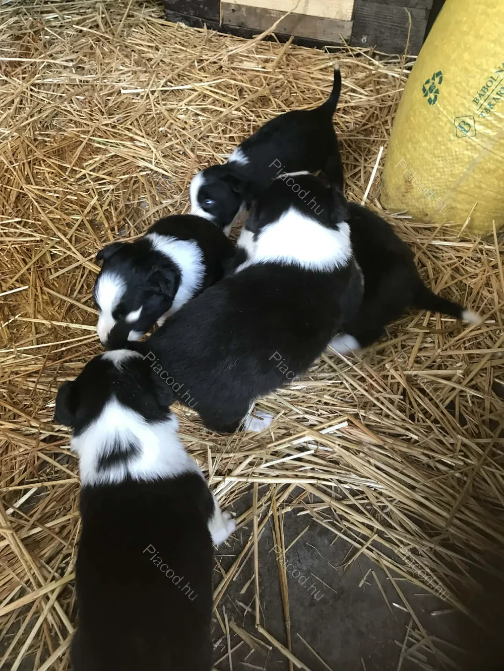 Border Collie - Kép 2