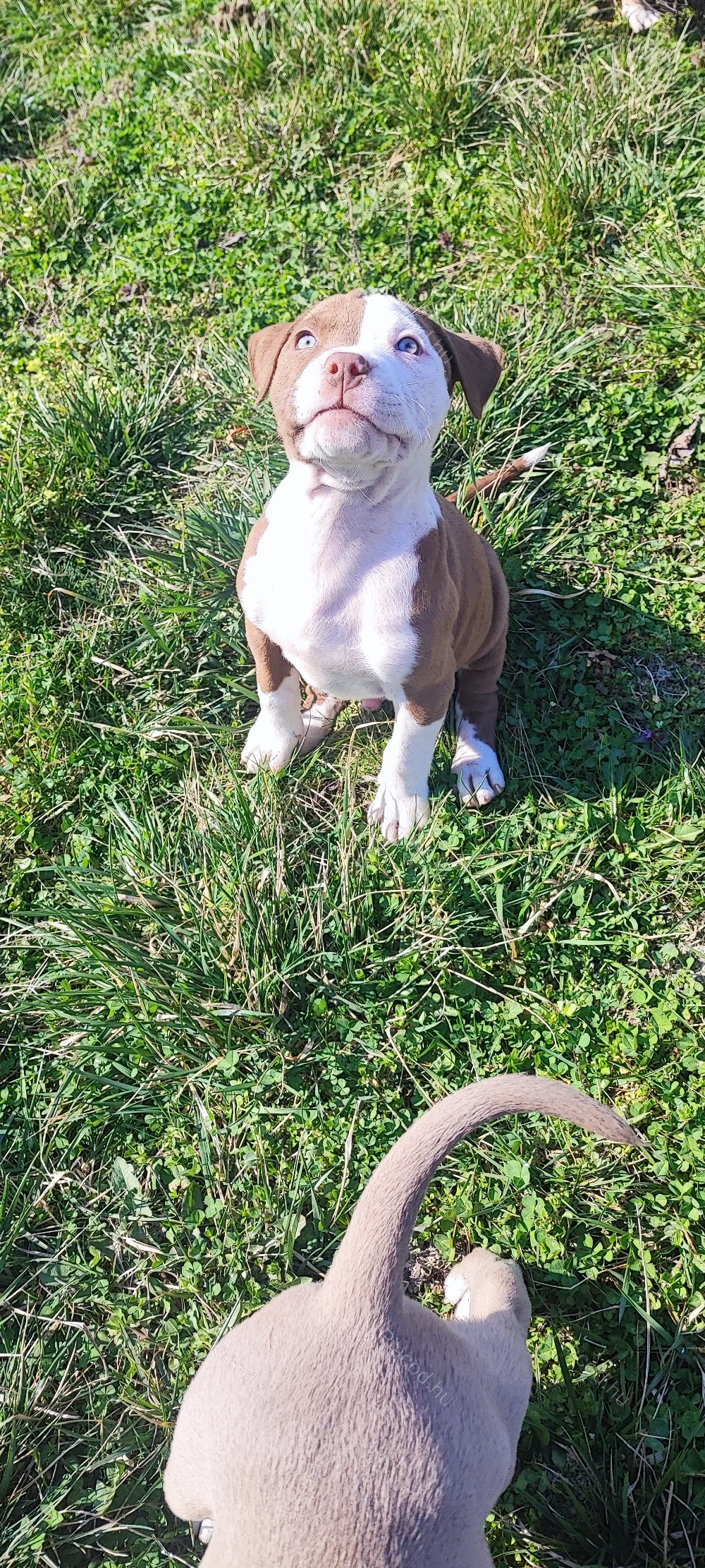 Staffordshire Terrier kölykök - Állat, Növény - Sárkeresztes