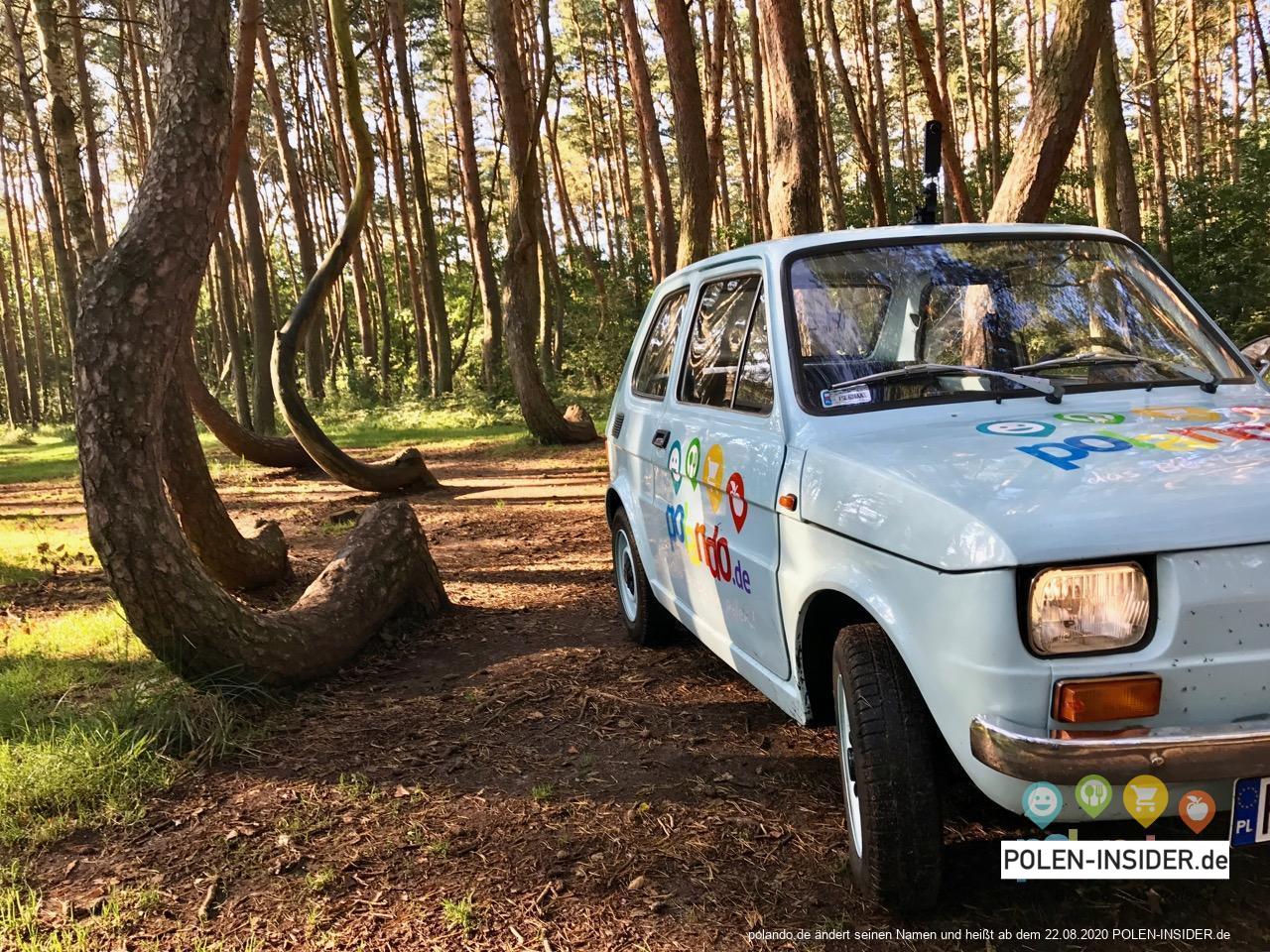 Der „Krummer Wald“ in Polen
