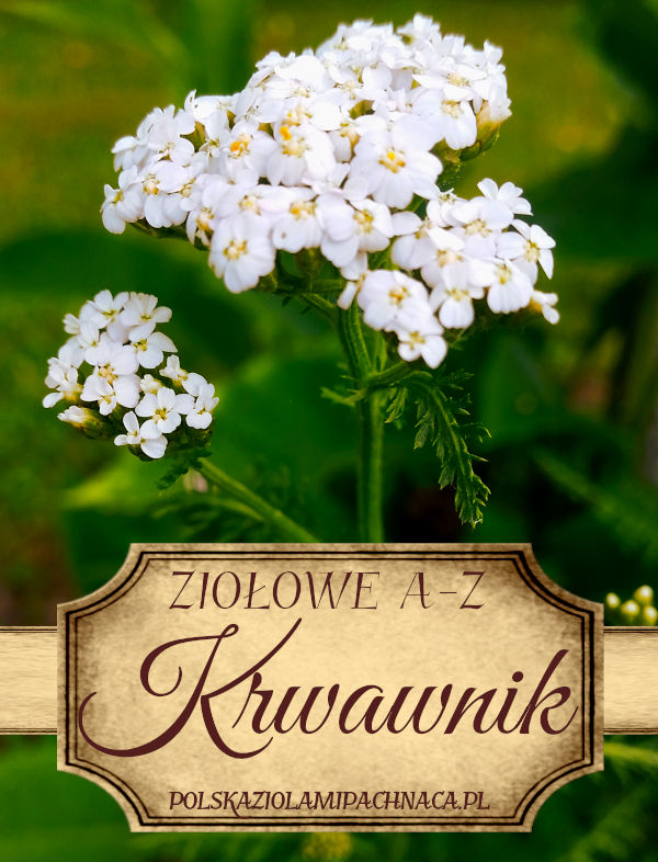 Krwawnik