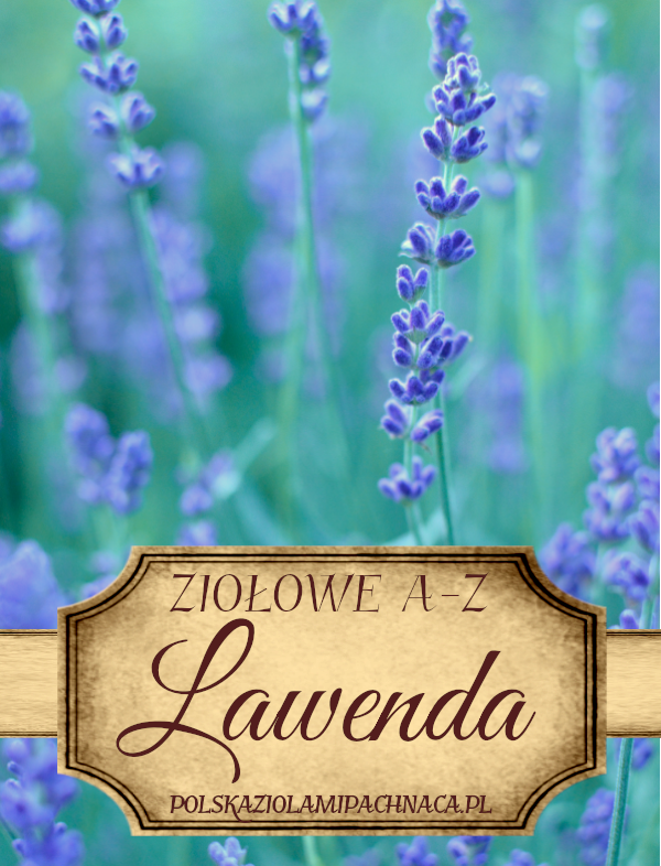 Lawenda