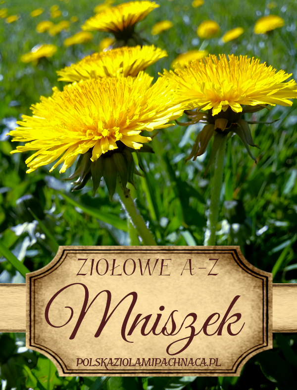 Mniszek Lekarski