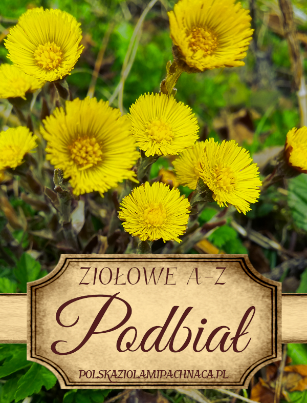 Podbiał pospolity
