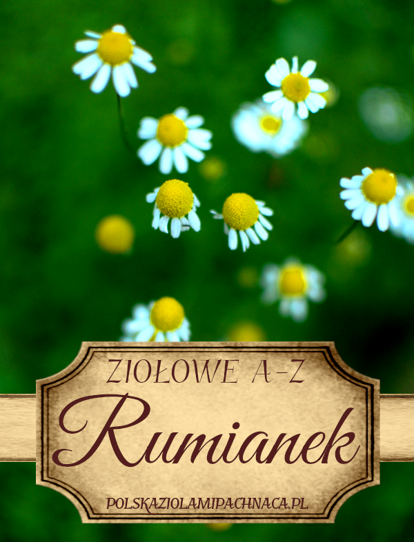 Rumianek