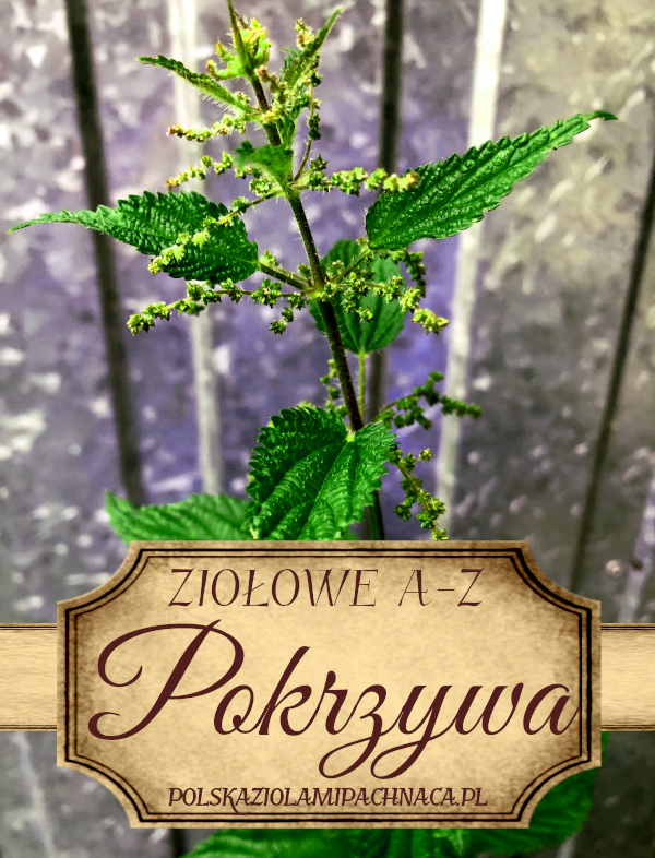 Pokrzywa