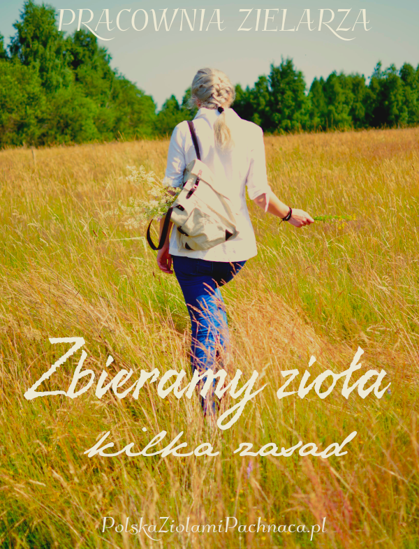 Zbieramy Zioła: Kilka Zasad