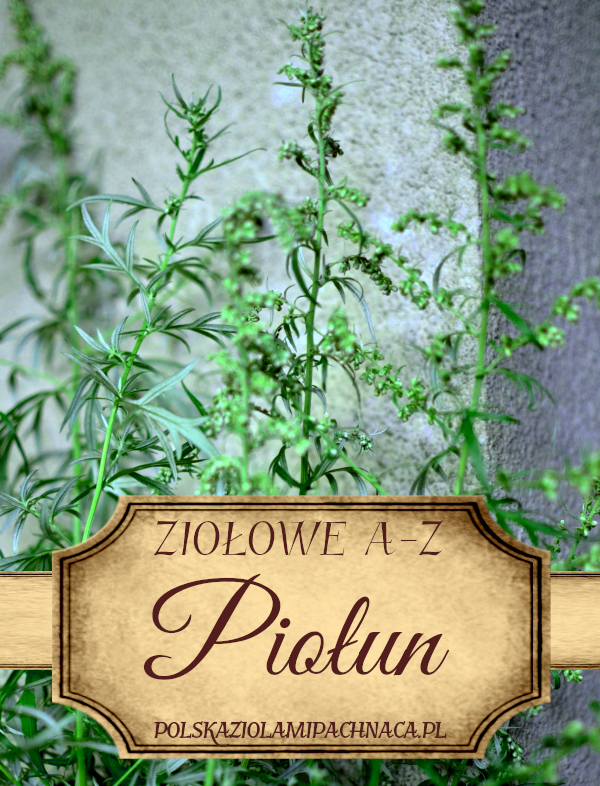 Bylica Piołun