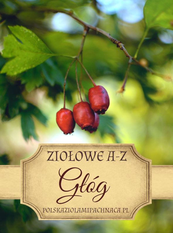 Głóg