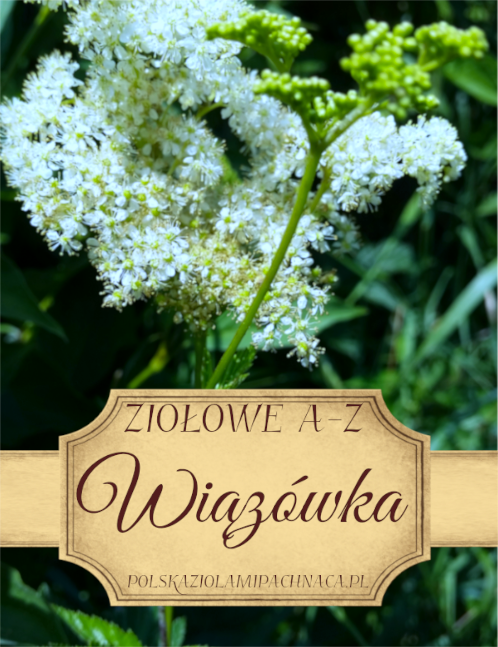 Wiązówka Błotna