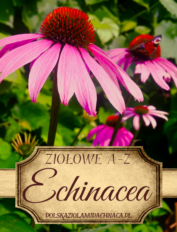 Echinacea