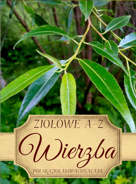 Wierzba