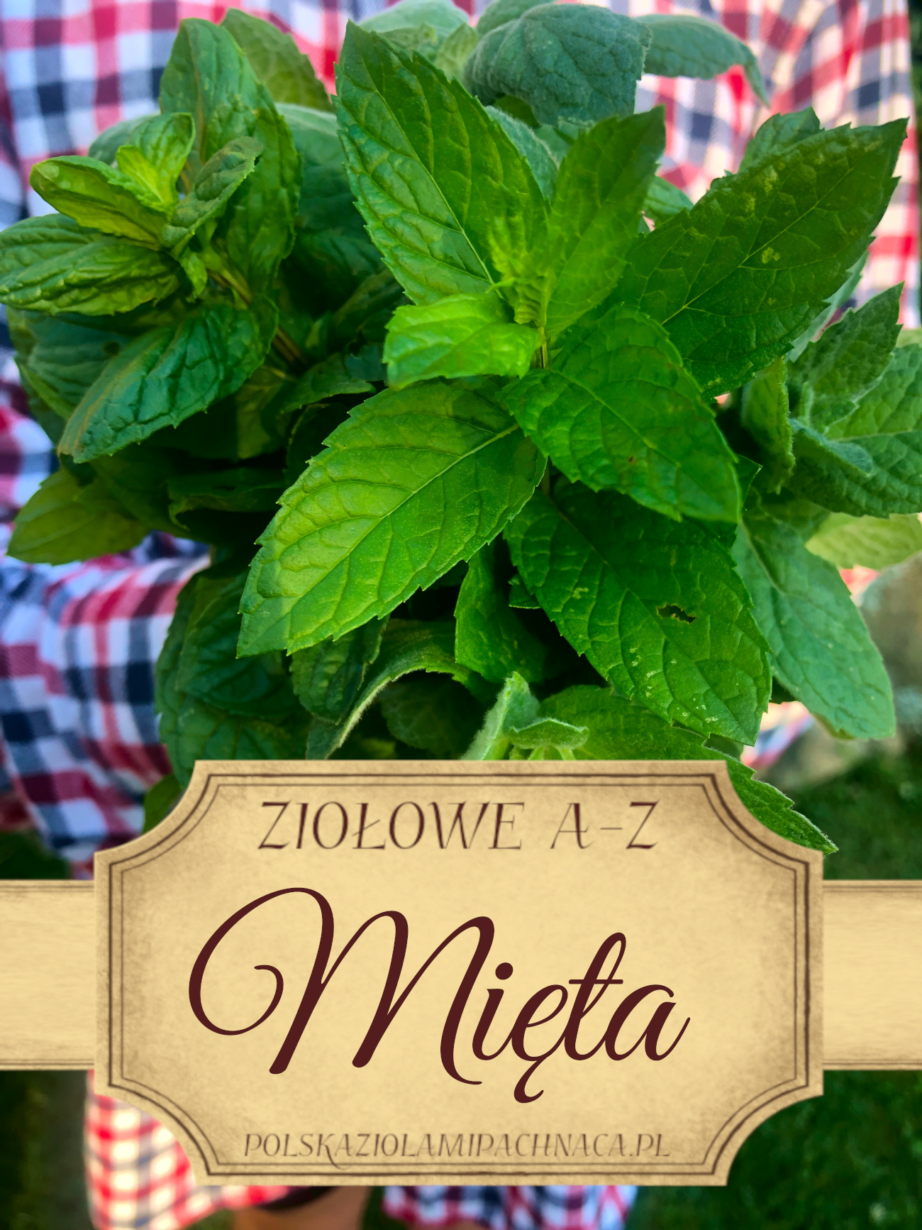 Mięta
